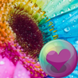 程序图标：Sunflowers HD Wallpapers