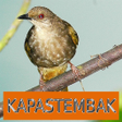 Ikona programu: Master Kicau Kapas Tembak