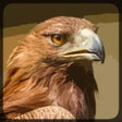 Icon of program: Eagle Hunting Journey
