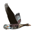 Иконка программы: Birds of Ireland Field Gu…