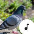 Biểu tượng của chương trình: Pigeon Sounds