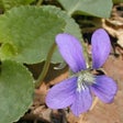 Иконка программы: Illinois Wildflowers
