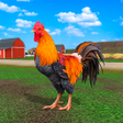 プログラムのアイコン：Rooster Simulator - Chick…