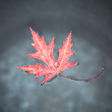 Icon of program: Autumn Wallpapers