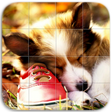 程序图标：Cute Dogs Puzzle