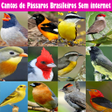 Ícone do programa: Cantos de Pássaros Brasil…