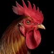 程序图标:Apppio Rooster Sound Rin…