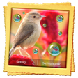 Icon of program: Bird Live Wallpaper