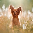 My Russian Toy Terrier Dog & Puppy Wallpapers