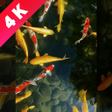 Biểu tượng của chương trình: video wallpaper-live wall…