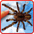 Ikona programu: Spider, live wallpaper