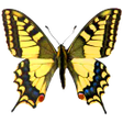 程序图标：Atlas of Czech Butterflie…