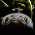 Иконка программы: Channa Fish Wallpaper HD