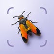 Icon of program: Bug ID - Insect Identifier