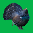 プログラムのアイコン：Decoy on forest bird