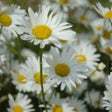 程序图标：Daisies Live Wallpaper