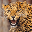 程序图标：Leopard Sounds