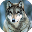 プログラムのアイコン：Imagenes de Lobos