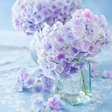 ไอคอนของโปรแกรม: Refreshing Hydrangea Them…