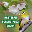 Ikona programu: Masteran Burung Pleci Gac…