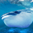 Programın simgesi: The Blue Whale