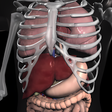 Symbol des Programms: Anatomy 3D Organs