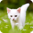 プログラムのアイコン：Cute Kitten HD Wallpaper