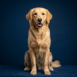 Ikona programu: Dog Sounds and Ringtone