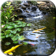 Pond with Koi Live Wallpaper