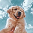 ไอคอนของโปรแกรม: Preppy Dogs Wallpapers 4k