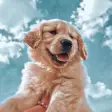 Programın simgesi: Preppy Dogs Wallpapers 4k