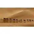 Camel Caravan in Libyan Desert Wallpaper