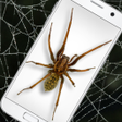 Spider in Phone Funny Joke - iSpider icon