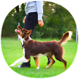 プログラムのアイコン：Dog Training Guide