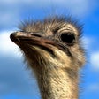 Ícone do programa: Furious  Ostrich Simulato…