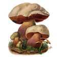 ไอคอนของโปรแกรม: Ciupercomania - mushroom …