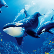 プログラムのアイコン：The Killer Whale