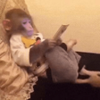 程序图标：Stickers Macaco - WAStick…
