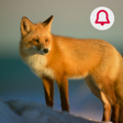 Иконка программы: Animals: Ringtone