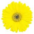 程序图标：Yellow Wallpapers  Yellow…