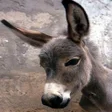 Ícone do programa: Donkey