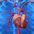 プログラムのアイコン：Cardiovascular System
