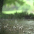 程序图标:Real Rain Live Wallpaper