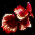 Ícone do programa: BETTA 120HZ