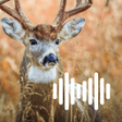 Biểu tượng của chương trình: Deer Hunting Calls