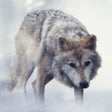 프로그램 아이콘: Wolf Sounds