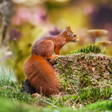 Иконка программы: Autumn Wallpaper