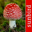 程序图标：Mushroom Id North America