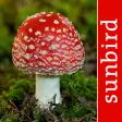 Mushroom Id North America