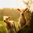 Ikona programu: Animal Wallpapers HD